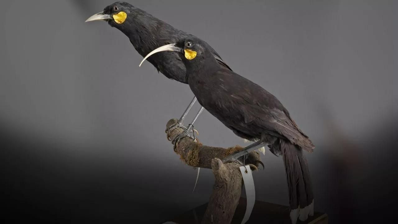 Yeni Zelanda’da 9 gramlık kuş tüyü rekor fiyata satıldı 12