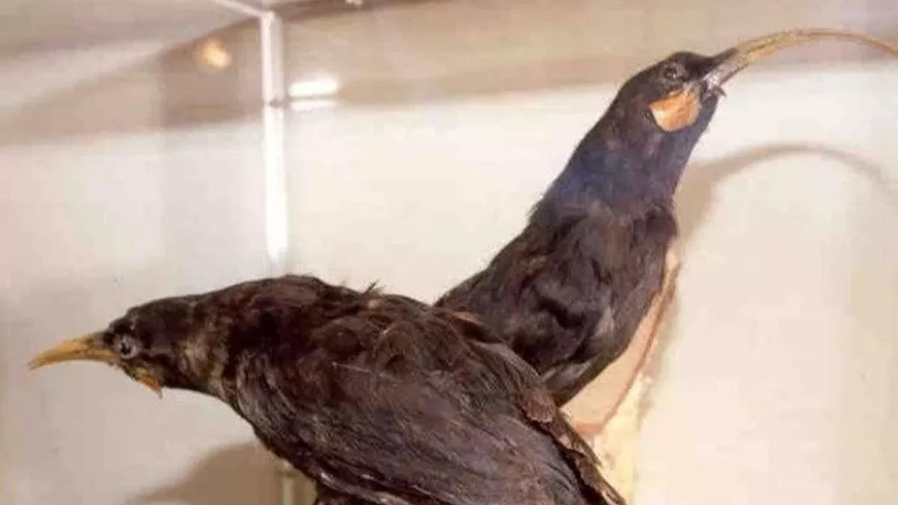 Yeni Zelanda’da 9 gramlık kuş tüyü rekor fiyata satıldı 11