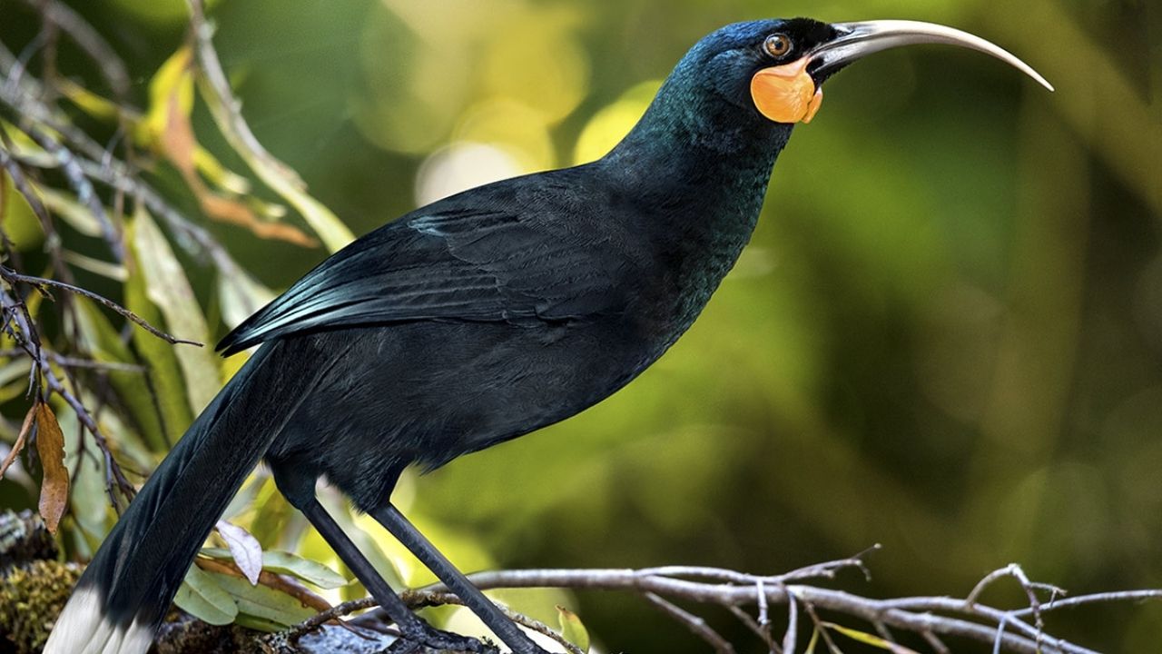 Yeni Zelanda’da 9 gramlık kuş tüyü rekor fiyata satıldı 7