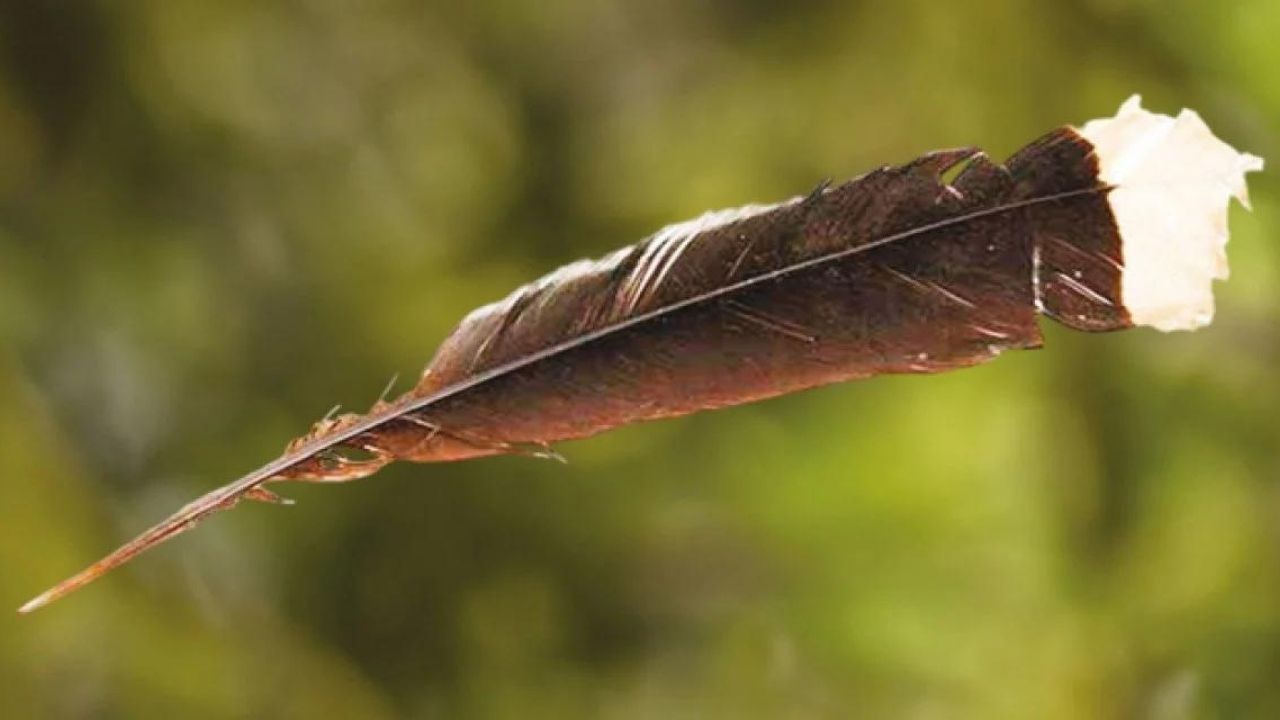 Yeni Zelanda’da 9 gramlık kuş tüyü rekor fiyata satıldı 8