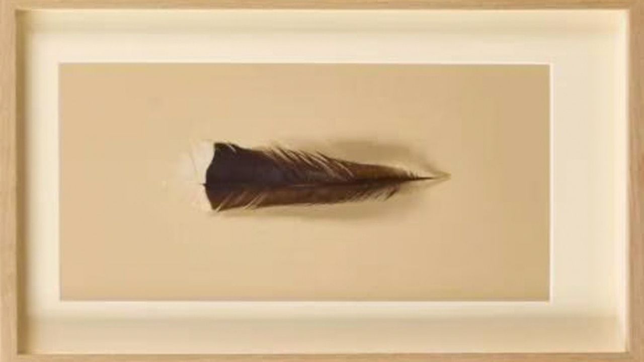 Yeni Zelanda’da 9 gramlık kuş tüyü rekor fiyata satıldı 4