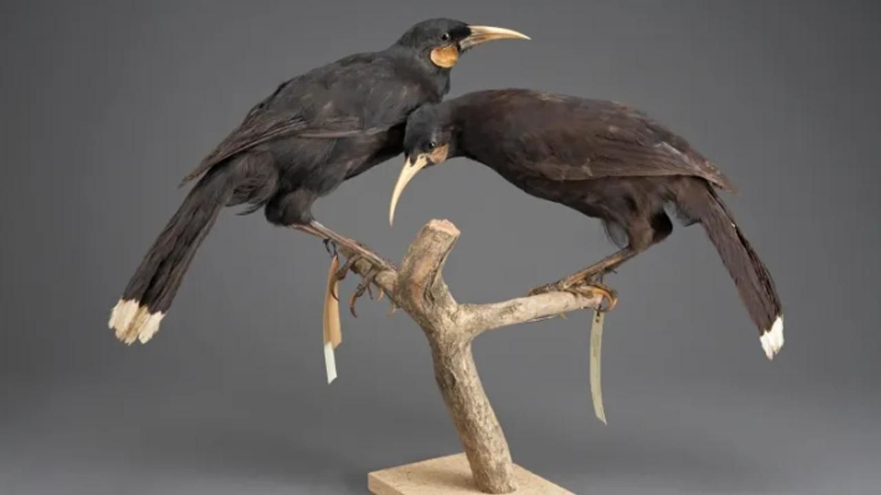 Yeni Zelanda’da 9 gramlık kuş tüyü rekor fiyata satıldı 6