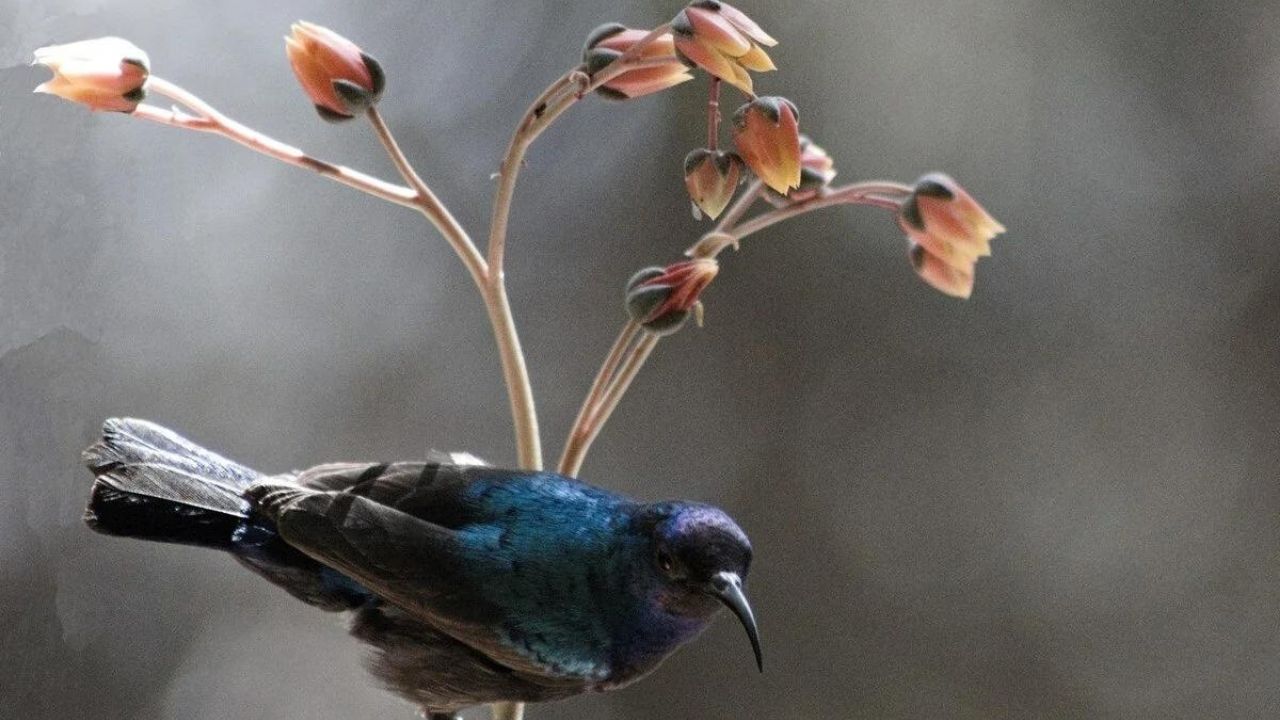 Yeni Zelanda’da 9 gramlık kuş tüyü rekor fiyata satıldı 9
