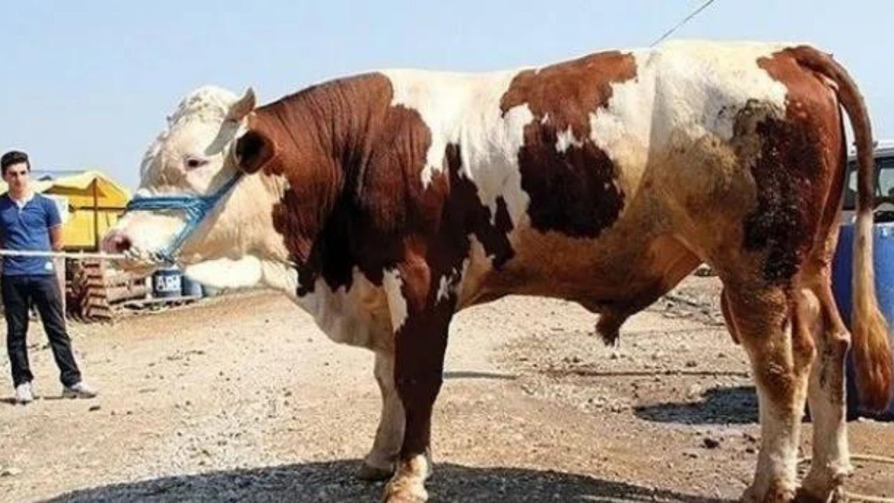 10 soruda vekaletle kurban kesimi 7