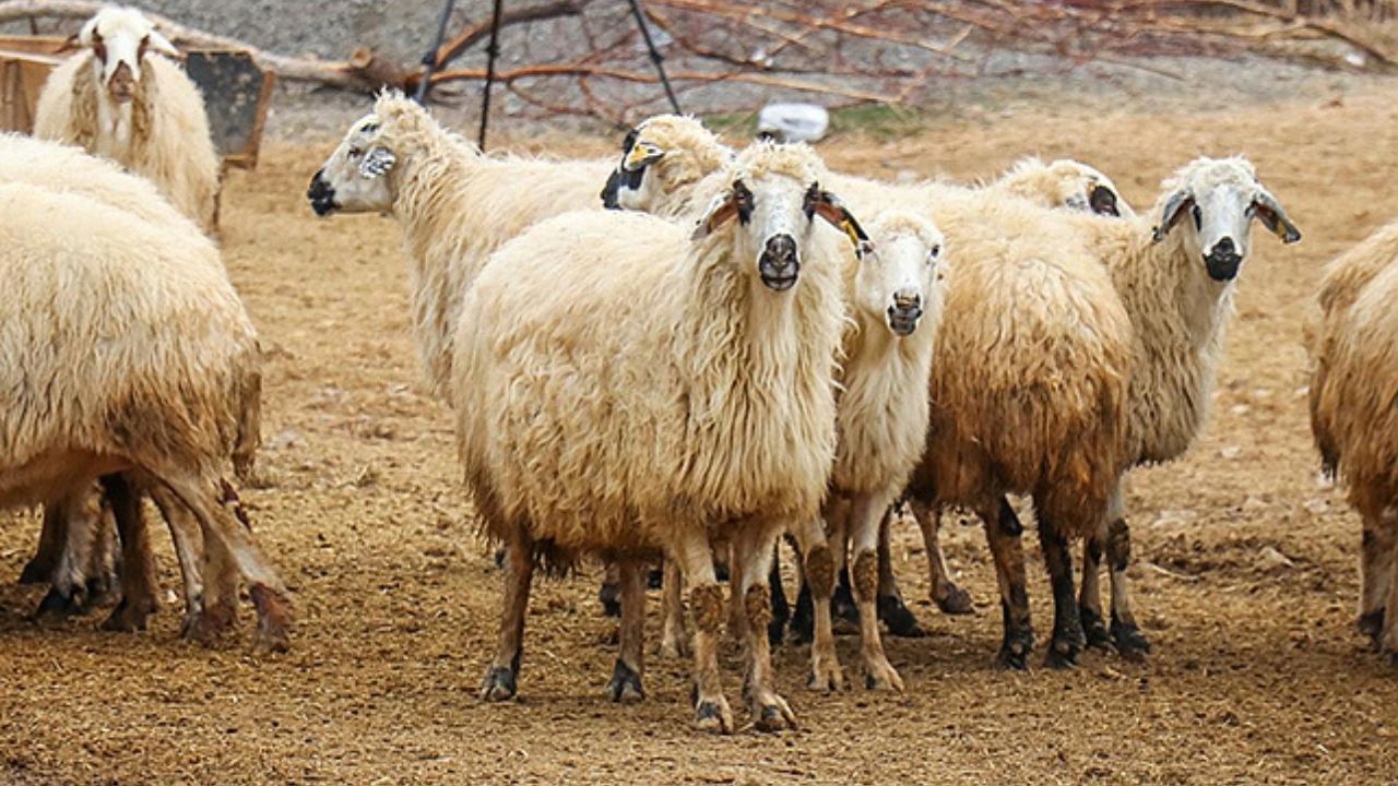 10 soruda vekaletle kurban kesimi 9