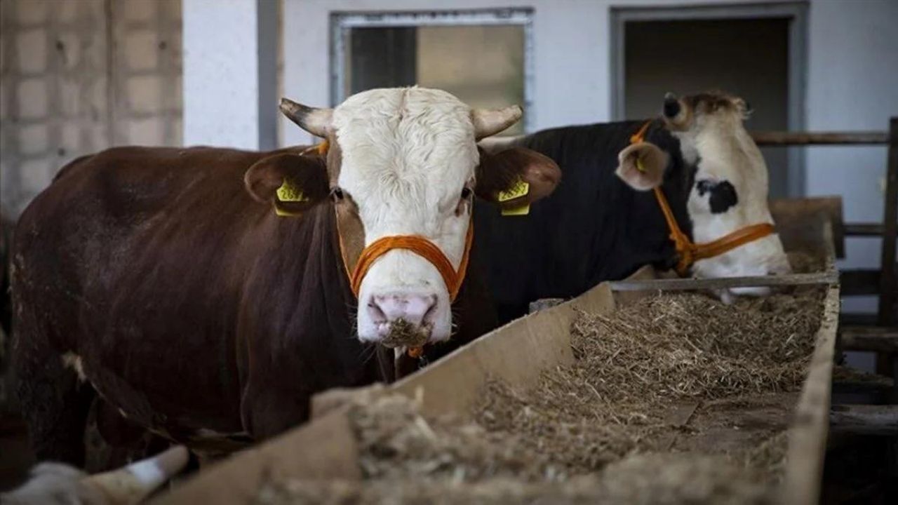 10 soruda vekaletle kurban kesimi 13