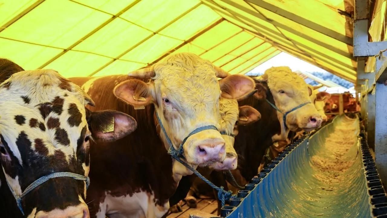 10 soruda vekaletle kurban kesimi 1