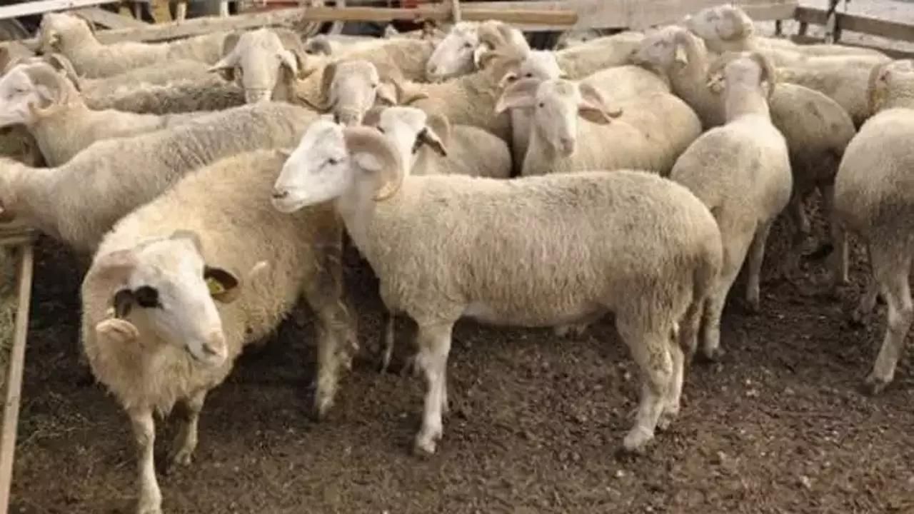 10 soruda vekaletle kurban kesimi 5