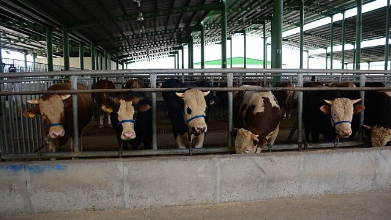 Türkiye'de bir ilk: Dijital kurban pazarı kuruldu! 4