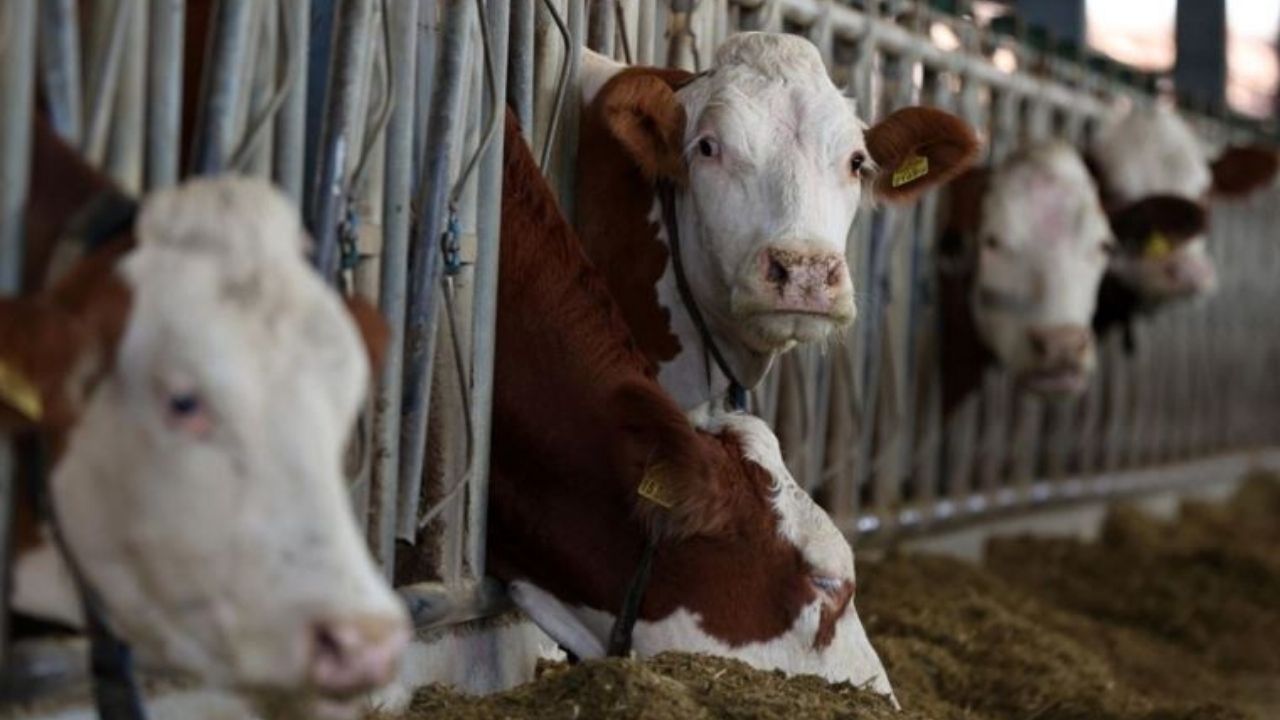 Türkiye'de bir ilk: Dijital kurban pazarı kuruldu! 2