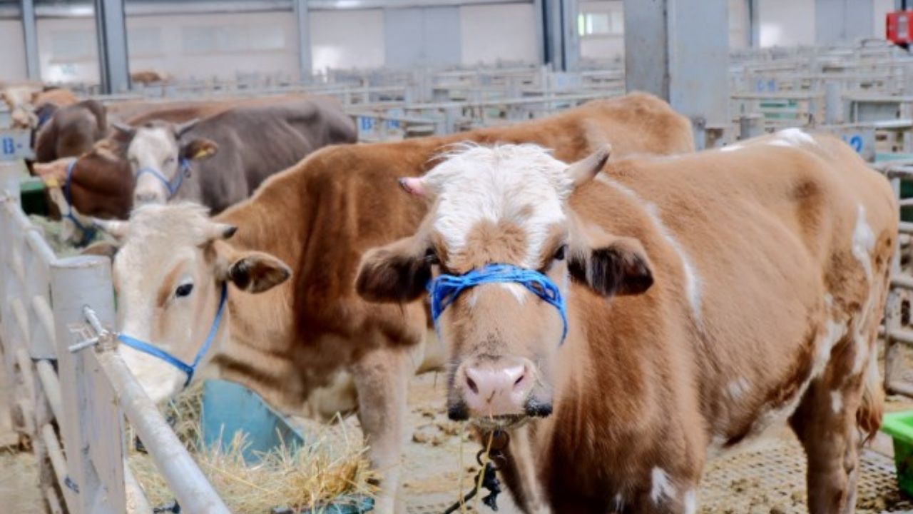 Türkiye'de bir ilk: Dijital kurban pazarı kuruldu! 1