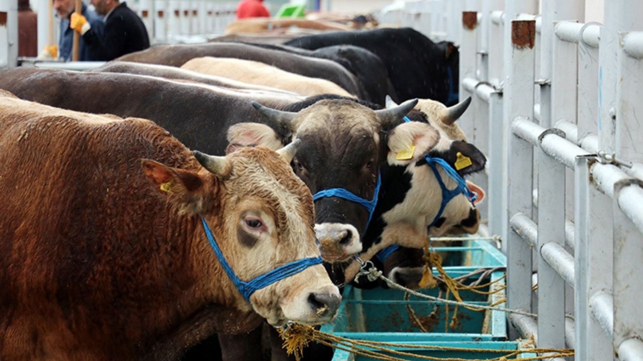 Türkiye'de bir ilk: Dijital kurban pazarı kuruldu! 9