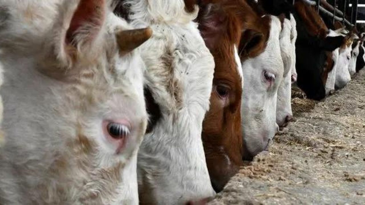 Türkiye'de bir ilk: Dijital kurban pazarı kuruldu! 7