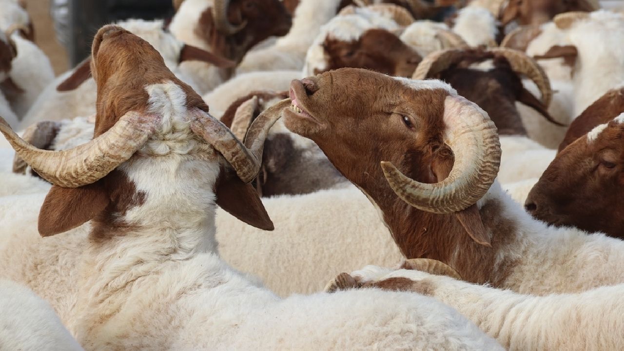 Türkiye'de bir ilk: Dijital kurban pazarı kuruldu! 14