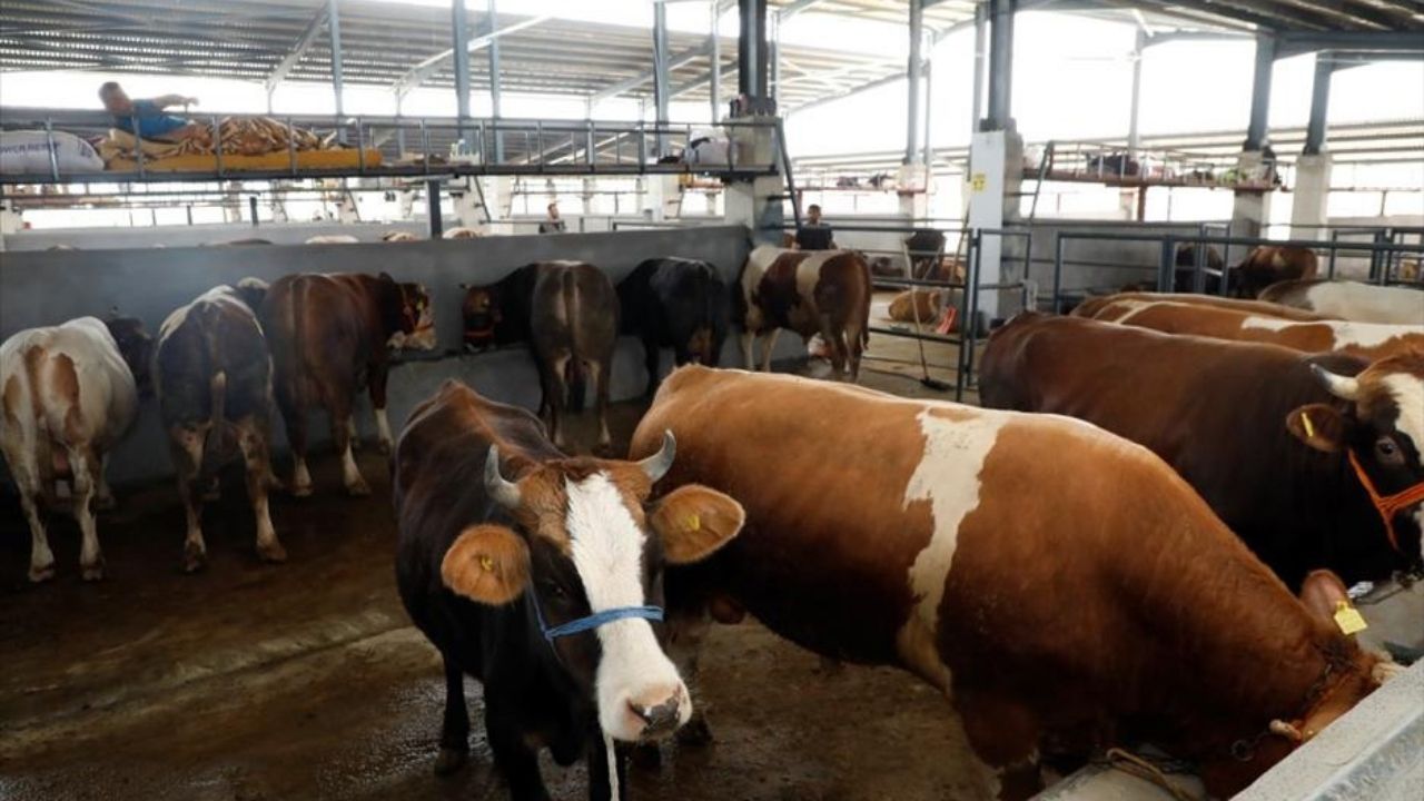 Türkiye'de bir ilk: Dijital kurban pazarı kuruldu! 13