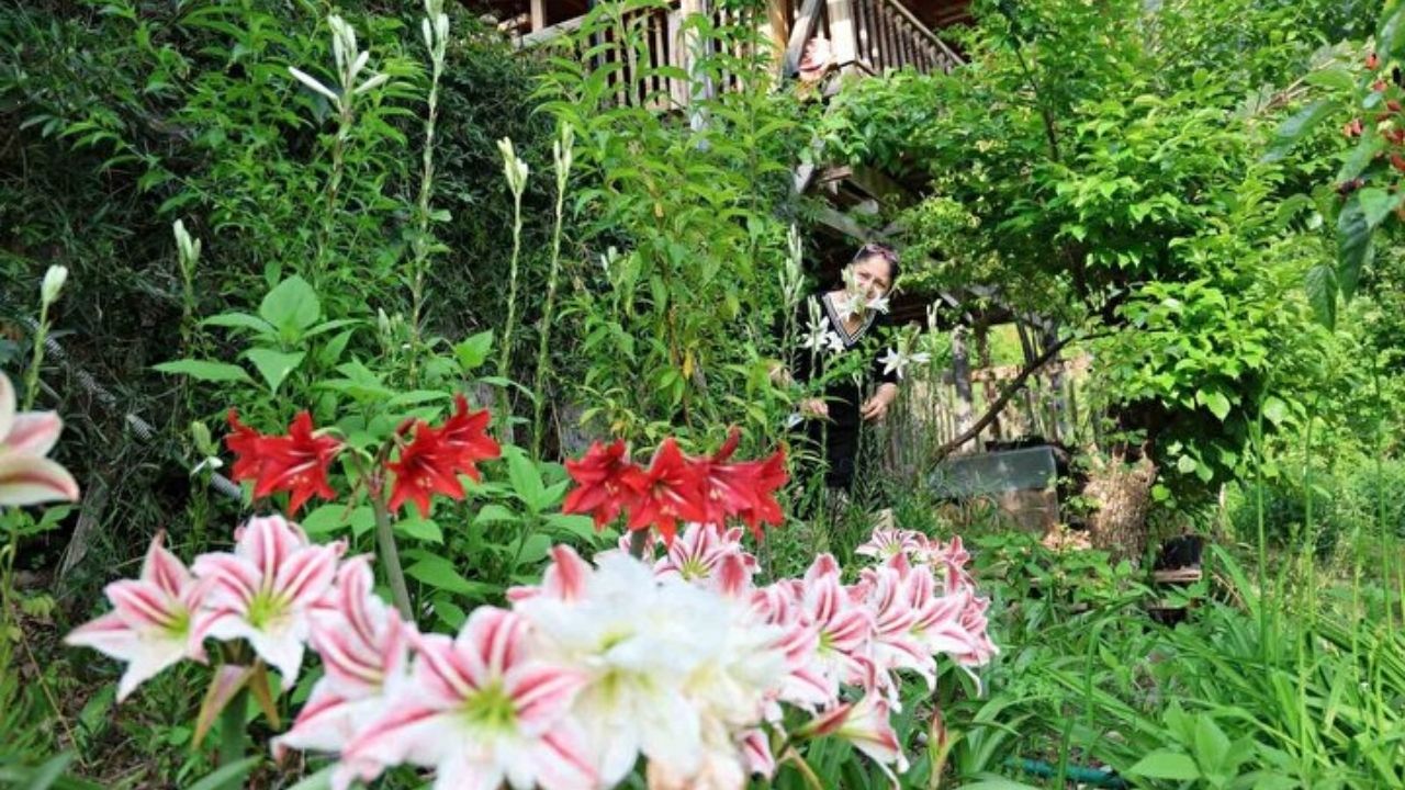 Tokat’tan getirdi, Kozan’da üretime başladı: Kilosu 5 bin Euroya satılıyor! 6