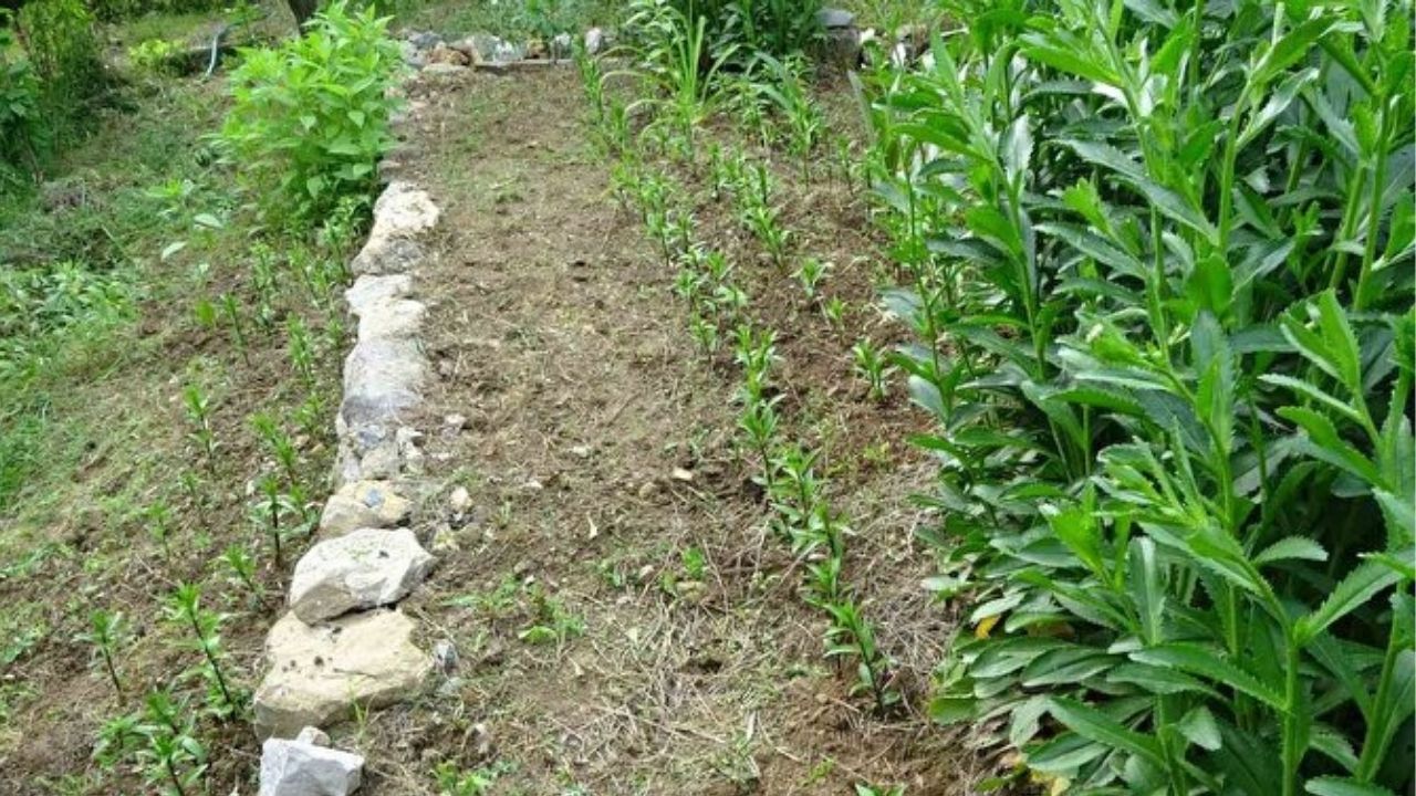 Tokat’tan getirdi, Kozan’da üretime başladı: Kilosu 5 bin Euroya satılıyor! 5