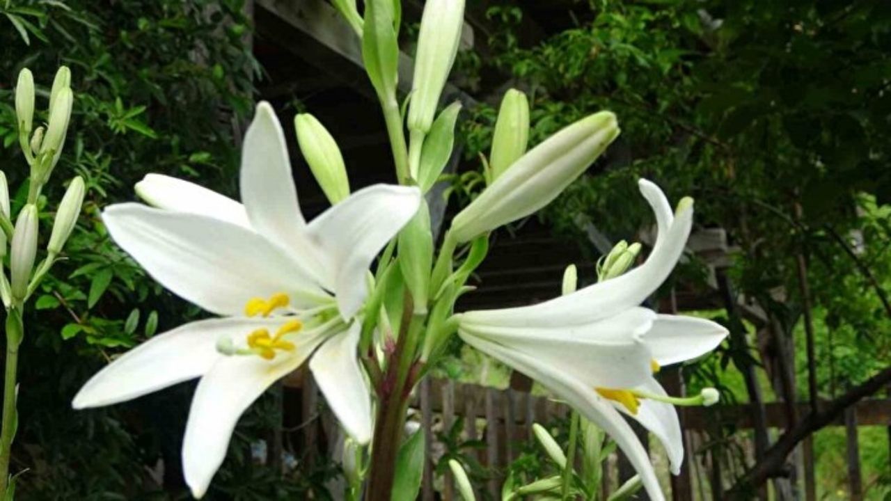 Tokat’tan getirdi, Kozan’da üretime başladı: Kilosu 5 bin Euroya satılıyor! 3