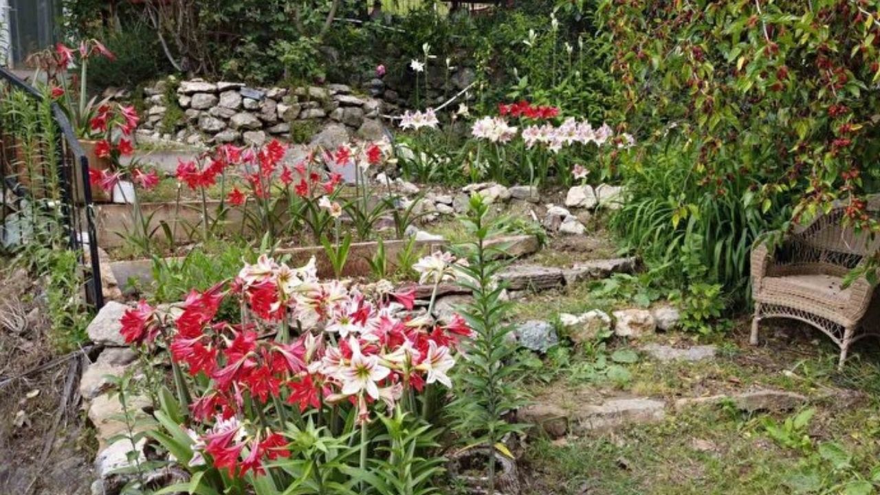 Tokat’tan getirdi, Kozan’da üretime başladı: Kilosu 5 bin Euroya satılıyor! 7