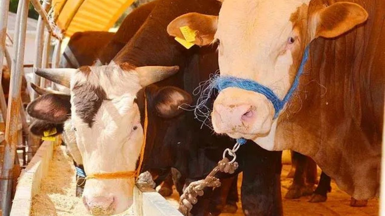 10 soruda kurbanla ilgili merak edilenler 3