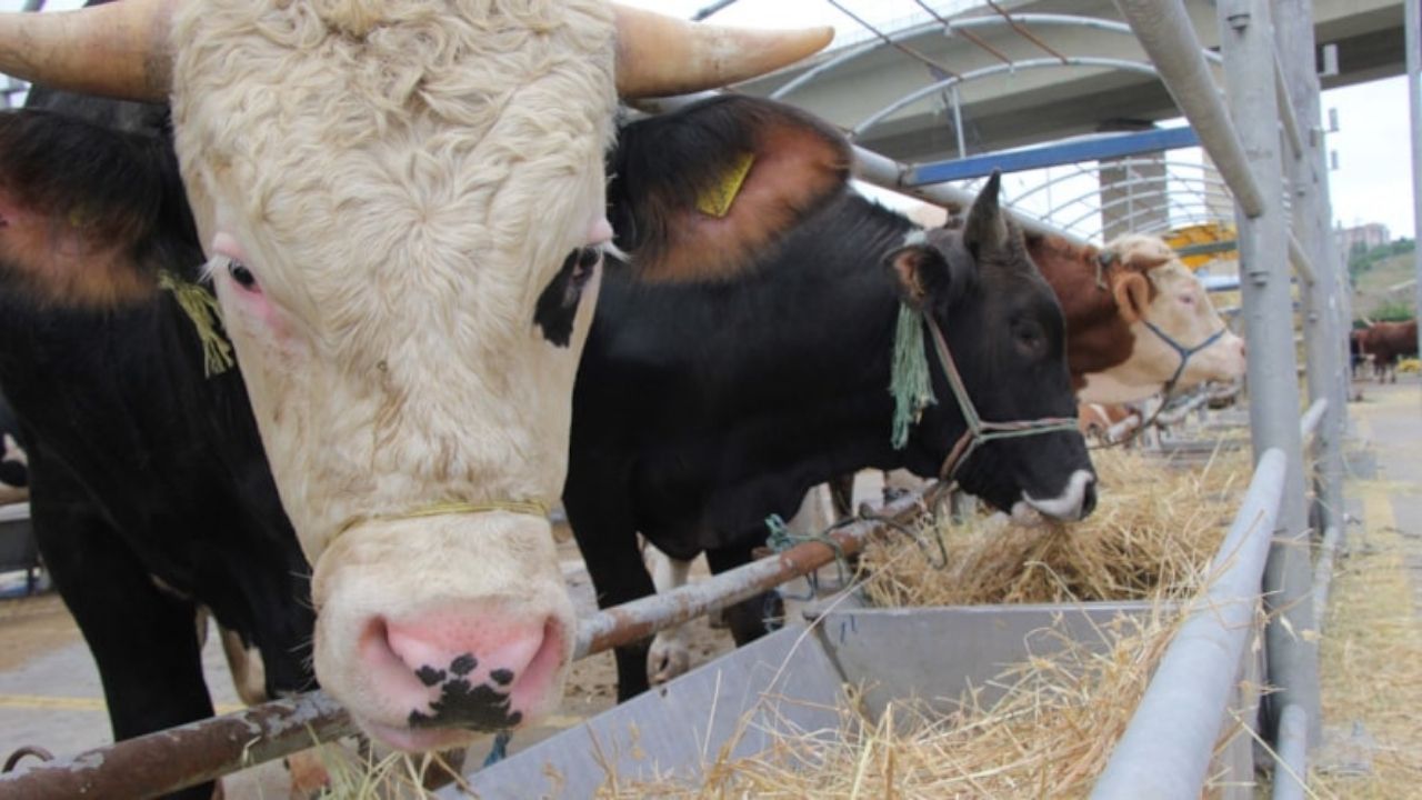 10 soruda kurbanla ilgili merak edilenler 5