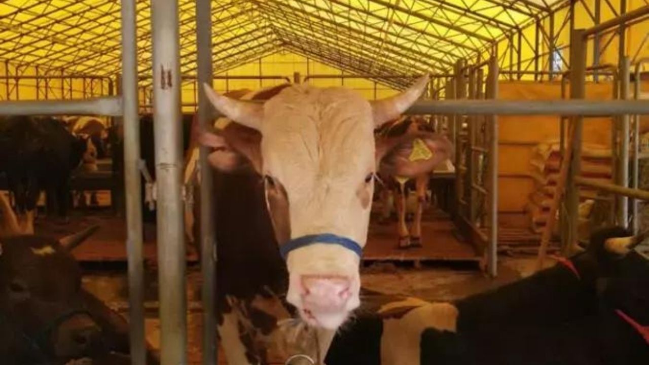 10 soruda kurbanla ilgili merak edilenler 8