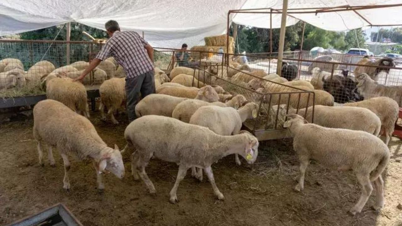 10 soruda kurbanla ilgili merak edilenler 7