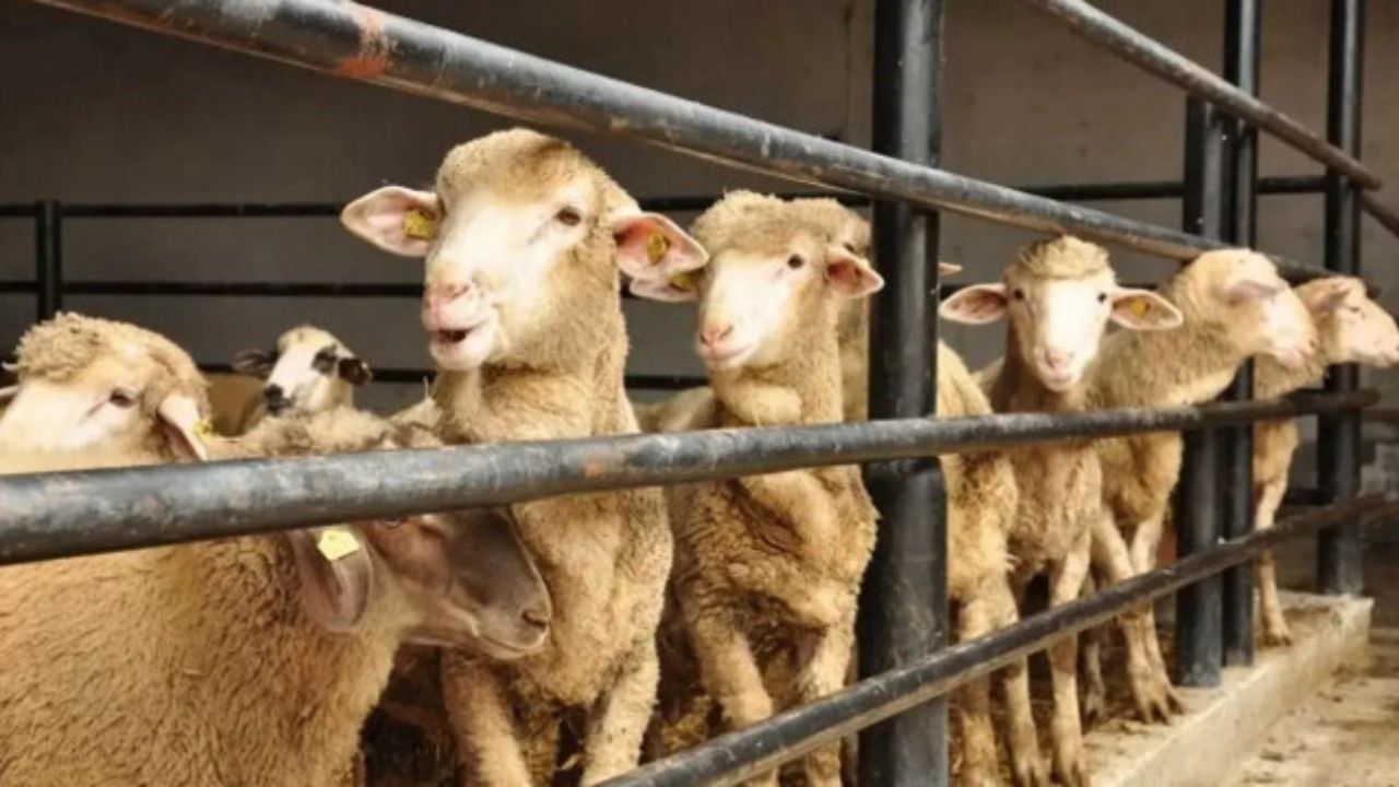 10 soruda kurbanla ilgili merak edilenler 1