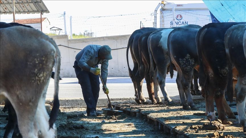 Kurban Bayramı öncesi vatandaş da, satıcı da şikayetçi 9