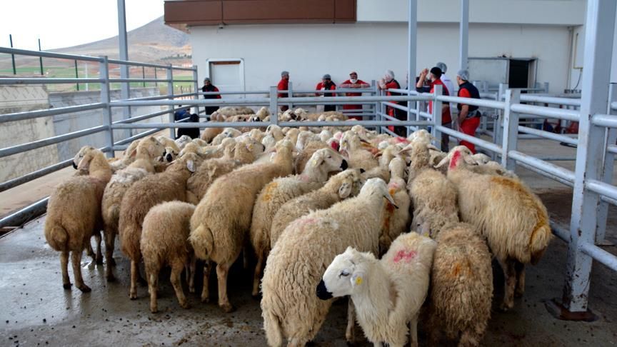 Kurban Bayramı öncesi vatandaş da, satıcı da şikayetçi 8