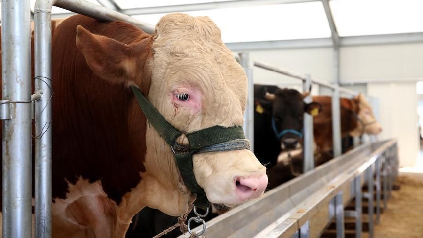 Kurban Bayramı öncesi vatandaş da, satıcı da şikayetçi 10